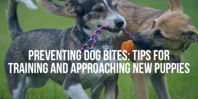 PREVENTING DOG BITES: TIPS FOR TRAINING AND APPROACHING NEW PUPPIES - Mukerji Law