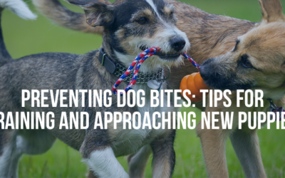 PREVENTING DOG BITES: TIPS FOR TRAINING AND APPROACHING NEW PUPPIES - Mukerji Law