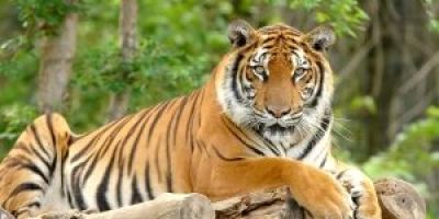 Do I Have A Case For My Child's Injury At The Zoo? - Mukerji Law