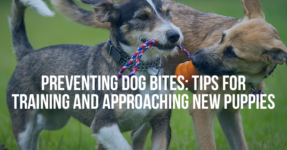 PREVENTING DOG BITES: TIPS FOR TRAINING AND APPROACHING NEW PUPPIES ...